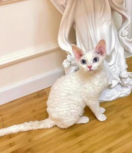 蓝眼猫价格差异大，从几十元到上万元不等（波斯猫蓝眼睛多少钱一只）
