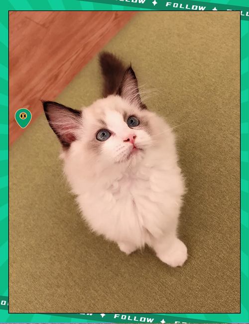 布偶猫几个月开始认主人?性格粘人需多陪伴(布偶猫要养多久才粘人) 布偶猫几个月开始认主人?性格粘人需多陪伴(布偶猫要养多久才粘人)