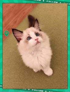 布偶猫几个月开始认主人？性格粘人需多陪伴（布偶猫要养多久才粘人）