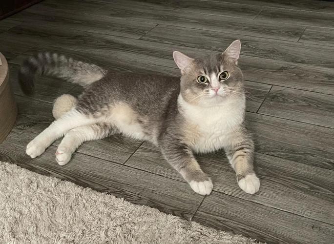 优雅独特,理想伴侣(英短虎斑猫图片) 优雅独特,理想伴侣(英短虎斑猫图片)