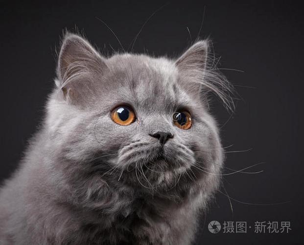 三花猫眼睛颜色多,会变!(三花猫眼睛是灰色的) 三花猫眼睛颜色多,会变!(三花猫眼睛是灰色的)