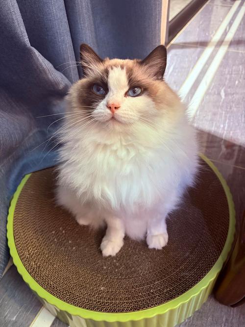 小猫图片治愈心灵，带来温暖与陪伴（生成一张小猫的图片）