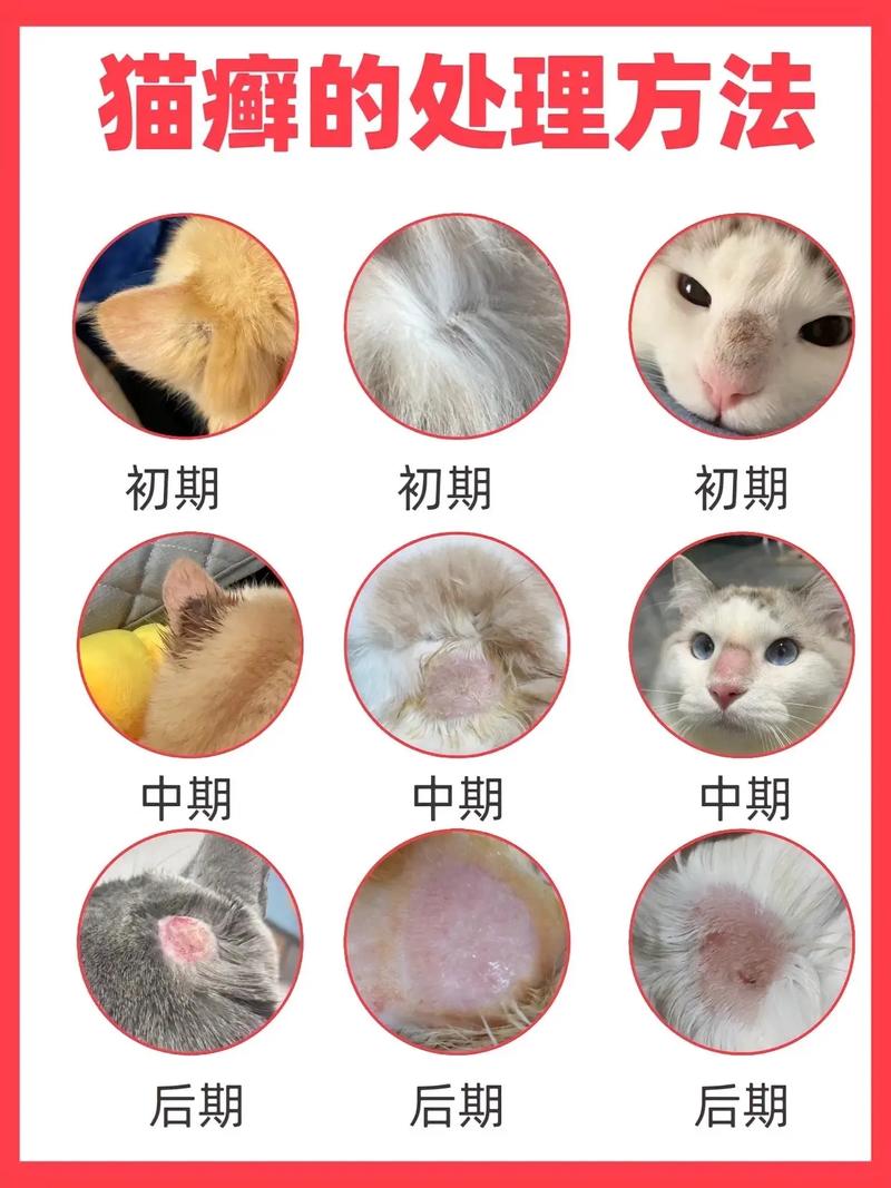 猫咪腹部脱毛原因多,需排查改善(猫咪大面积脱毛但无癣露肉) 猫咪腹部脱毛原因多,需排查改善(猫咪大面积脱毛但无癣露肉)