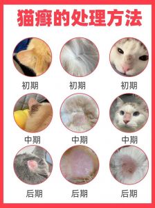 猫咪腹部脱毛原因多，需排查改善（猫咪大面积脱毛但无癣露肉）