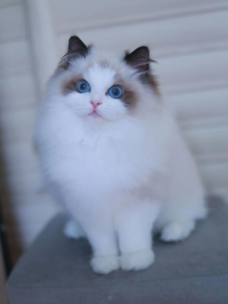 大蓝毛布偶猫,温顺亲人好伙伴(布偶猫图片大全大图) 大蓝毛布偶猫,温顺亲人好伙伴(布偶猫图片大全大图)