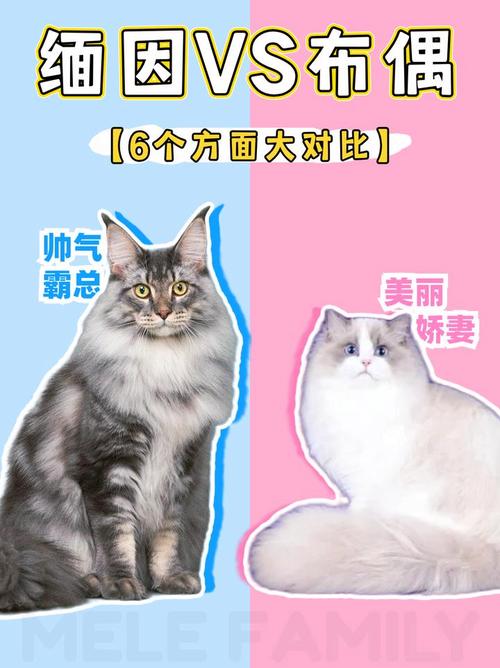 黏人活泼好动,适合家庭宠物(德文猫布偶猫缅因猫优缺点) 黏人活泼好动,适合家庭宠物(德文猫布偶猫缅因猫优缺点)