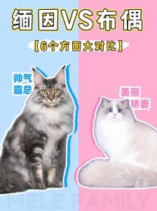 黏人活泼好动，适合家庭宠物（德文猫布偶猫缅因猫优缺点）
