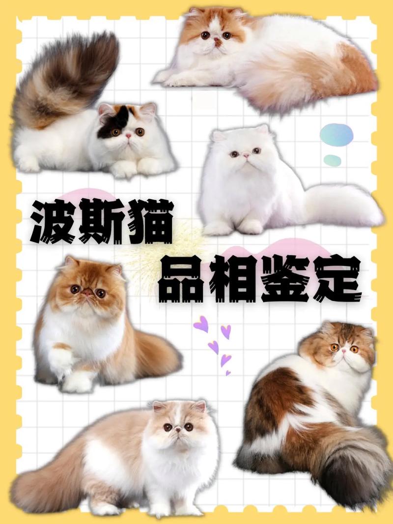 温顺伴侣(19字)(波司猫长啥样) 温顺伴侣(19字)(波司猫长啥样)