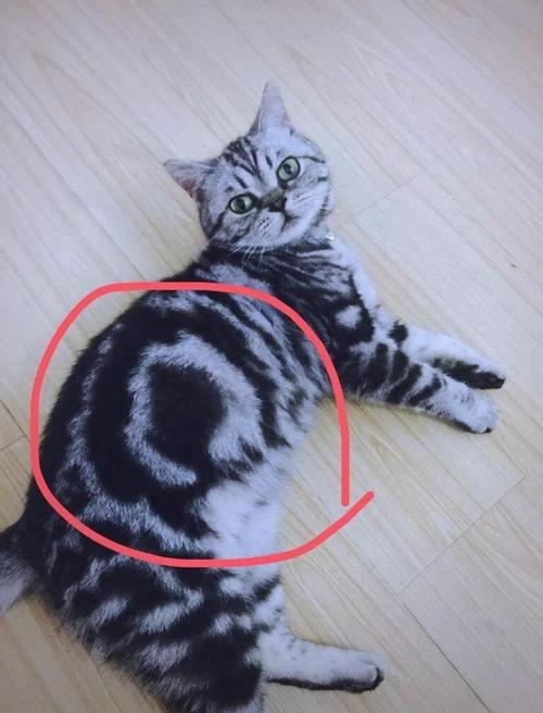 性格外貌大不同(虎斑猫和狸花猫对比图) 性格外貌大不同(虎斑猫和狸花猫对比图)
