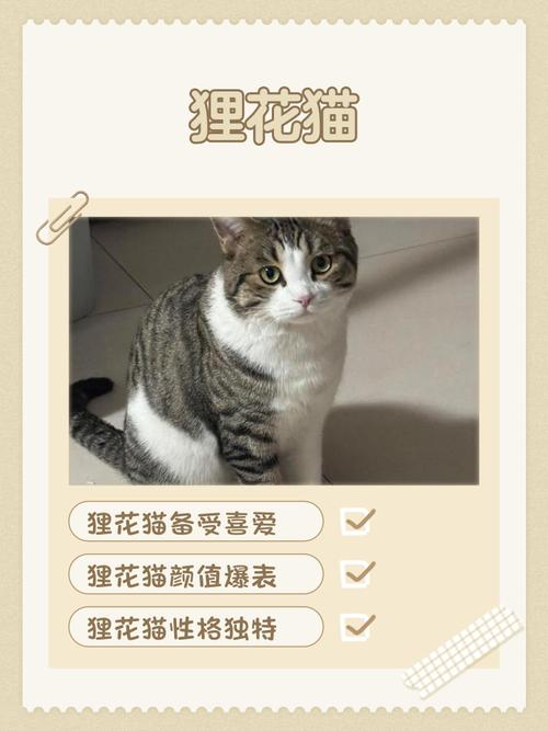 聪明漂亮,国货之光(狸花猫12个品种图) 聪明漂亮,国货之光(狸花猫12个品种图)