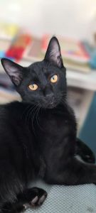 黑猫品种多，各有特色！（黑色短毛的猫什么品种）