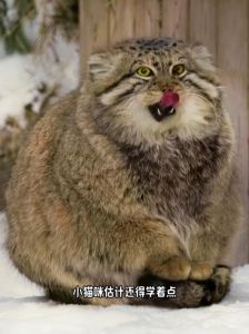 外貌差异萌趣，性格迥异皆可爱（兔狲和波斯猫的照片）