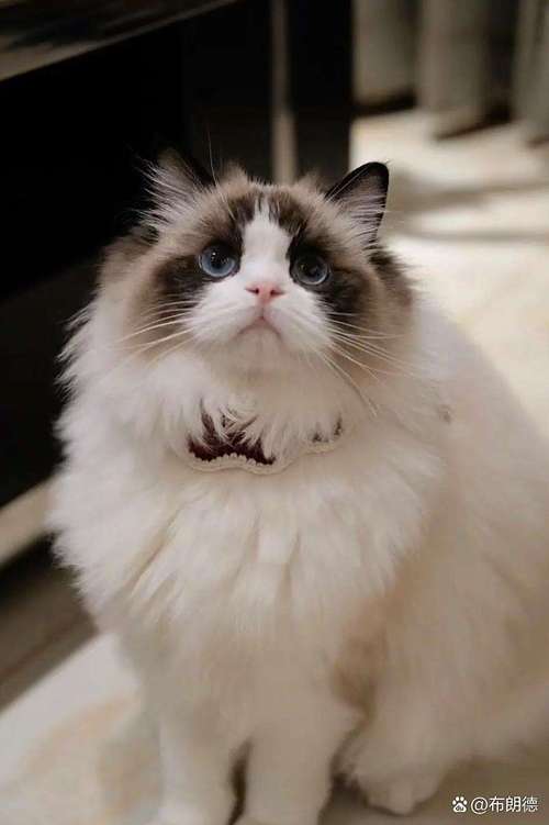 布偶猫迷人蓝眼睛,需细心呵护(蓝眼睛布偶猫) 布偶猫迷人蓝眼睛,需细心呵护(蓝眼睛布偶猫)