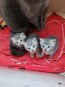 猫咪毛色多样，基因决定，科学养护很重要！（狸花猫生了个蓝毛猫也是狸花猫吗）