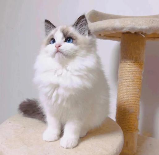 十几万布偶猫贵在哪?饲养成本与购买须知(十几万的布偶猫) 十几万布偶猫贵在哪?饲养成本与购买须知(十几万的布偶猫)