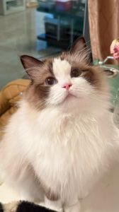 优雅猫咪藏利爪，咕噜声显满足态（跟布偶猫很像的猫）
