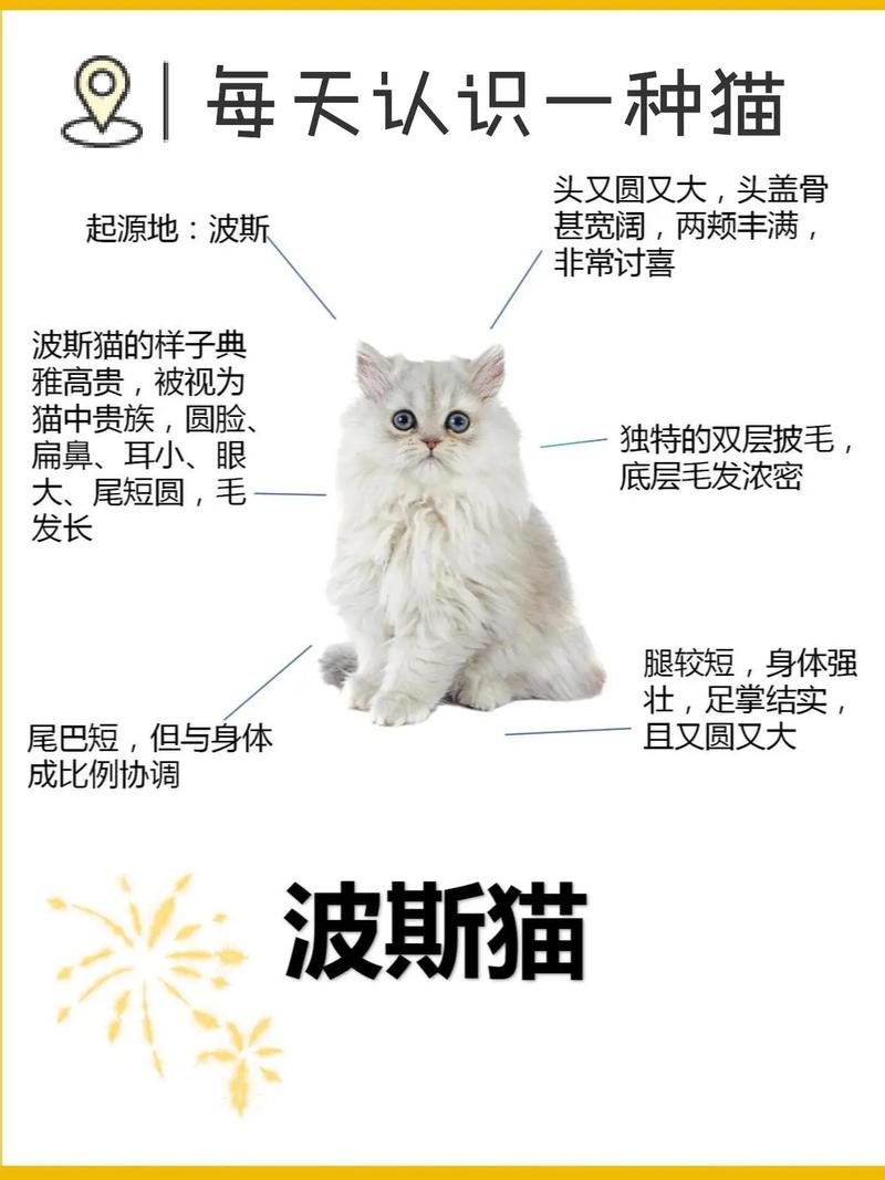 波斯猫寿命长,优雅温顺好养,注意健康护理(波斯猫能活多久寿命) 波斯猫寿命长,优雅温顺好养,注意健康护理(波斯猫能活多久寿命)