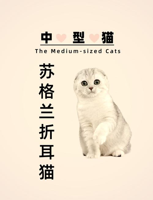 折耳猫可爱却易患关节炎,养前需谨慎!(折耳猫的优点和缺点) 折耳猫可爱却易患关节炎,养前需谨慎!(折耳猫的优点和缺点)