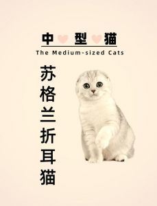 折耳猫可爱却易患关节炎，养前需谨慎！（折耳猫的优点和缺点）