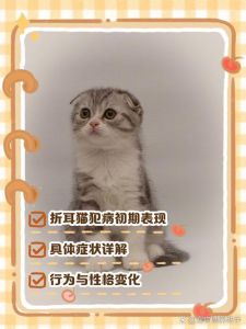 折耳猫可爱却患遗传病，需爱心照顾（折耳猫是不是后期很痛苦）