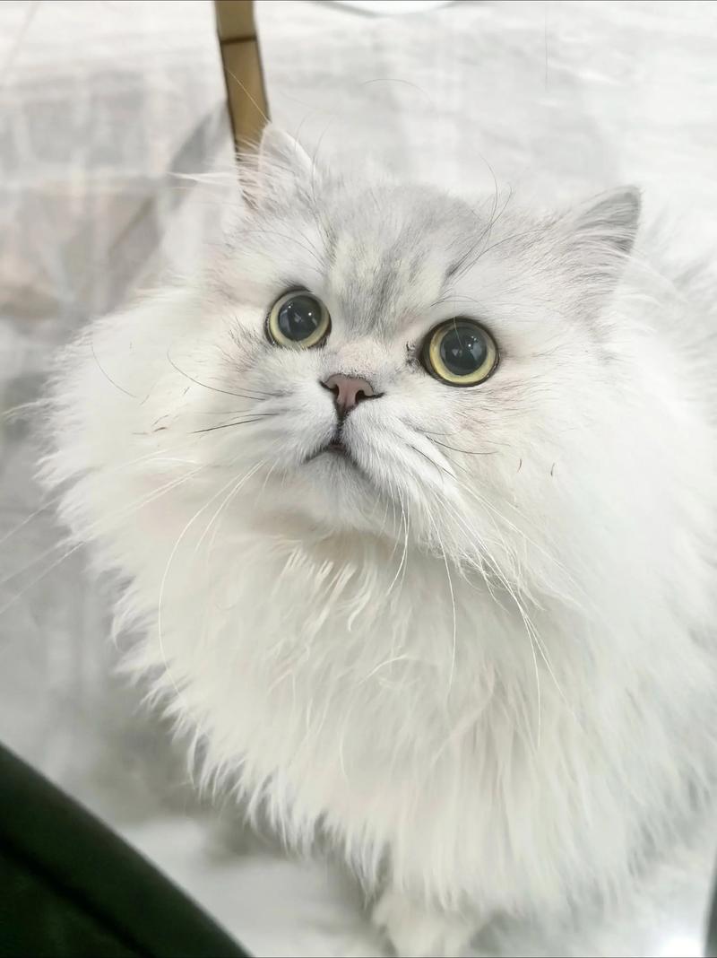 温顺陪伴,需细心打理(金吉拉猫有什么优点缺点) 温顺陪伴,需细心打理(金吉拉猫有什么优点缺点)
