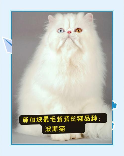 古老长毛猫品种介绍(波斯猫颜色分类加图片) 古老长毛猫品种介绍(波斯猫颜色分类加图片)
