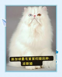 古老长毛猫品种介绍（波斯猫颜色分类加图片）