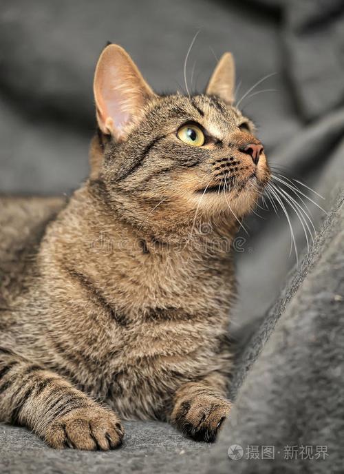 聪明活泼的棕色短毛猫(棕色短毛猫什么品种) 聪明活泼的棕色短毛猫(棕色短毛猫什么品种)
