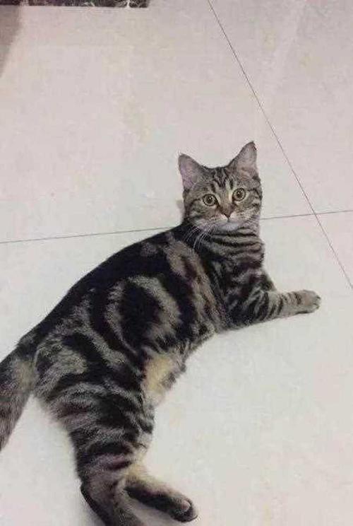 优雅光泽,性格独立又依赖(成年虎斑猫图片) 优雅光泽,性格独立又依赖(成年虎斑猫图片)