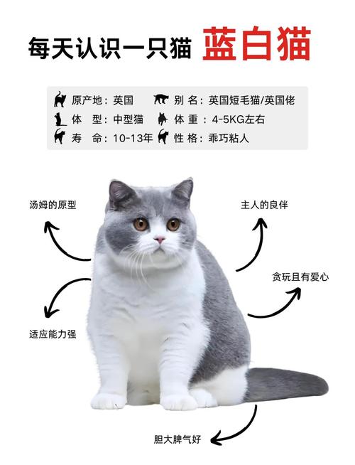 基因决定,注意健康(眼睛一蓝一黄的白猫是什么品种) 基因决定,注意健康(眼睛一蓝一黄的白猫是什么品种)