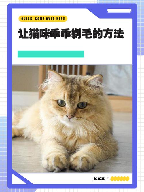 好处少缺点多,需谨慎(夏天猫咪剃毛的好处和坏处) 好处少缺点多,需谨慎(夏天猫咪剃毛的好处和坏处)