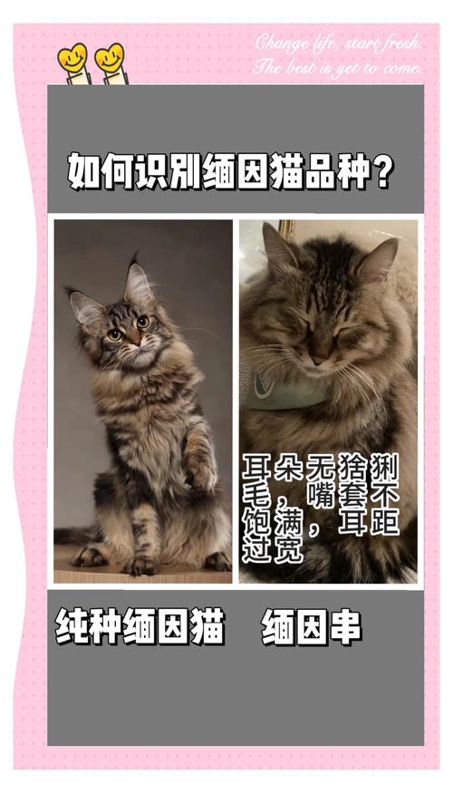 耐心陪伴帮猫咪认新主(1岁多的缅因猫还能重新认主人吗) 耐心陪伴帮猫咪认新主(1岁多的缅因猫还能重新认主人吗)