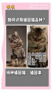 耐心陪伴帮猫咪认新主（1岁多的缅因猫还能重新认主人吗）