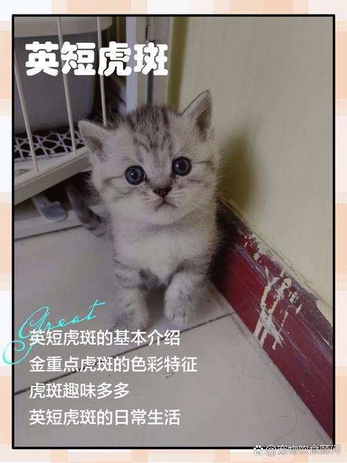 优雅性格,好养易分辨(正宗英短虎斑猫图片) 优雅性格,好养易分辨(正宗英短虎斑猫图片)