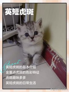 优雅性格，好养易分辨（正宗英短虎斑猫图片）