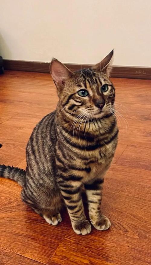 保护珍稀虎猫,别让它在地球上消失(虎猫图片100张) 保护珍稀虎猫,别让它在地球上消失(虎猫图片100张)