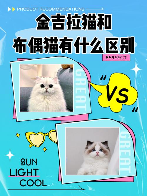 优秀但也需谨慎(金吉拉和布偶的串串猫有什么优点和缺点) 优秀但也需谨慎(金吉拉和布偶的串串猫有什么优点和缺点)