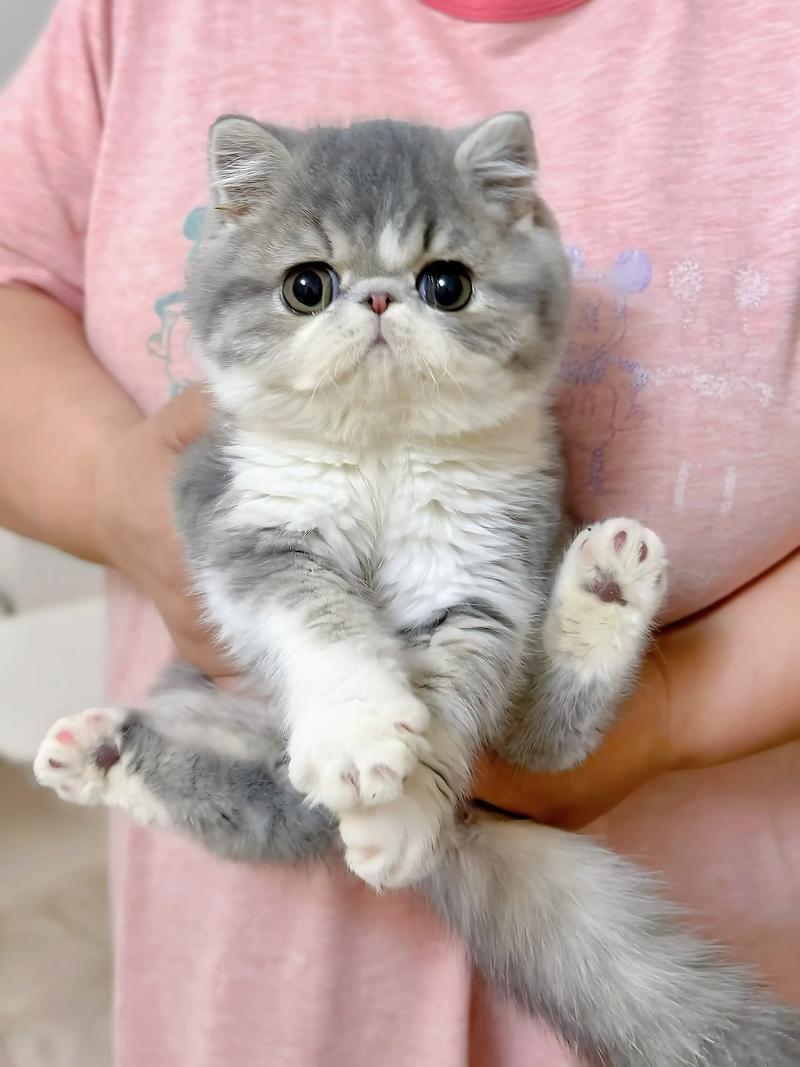 圆润脸型慵懒萌宠（加菲猫是波斯猫吗）