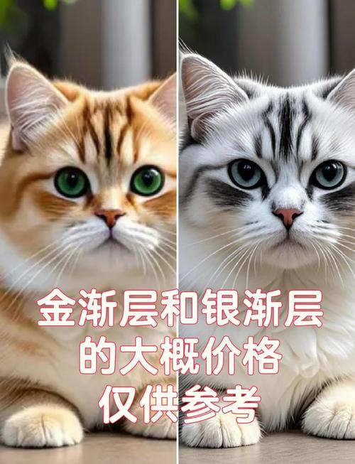银渐层折耳猫价格及挑选指南(银渐层折耳猫多少钱一只) 银渐层折耳猫价格及挑选指南(银渐层折耳猫多少钱一只)