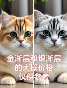 银渐层折耳猫价格及挑选指南（银渐层折耳猫多少钱一只）