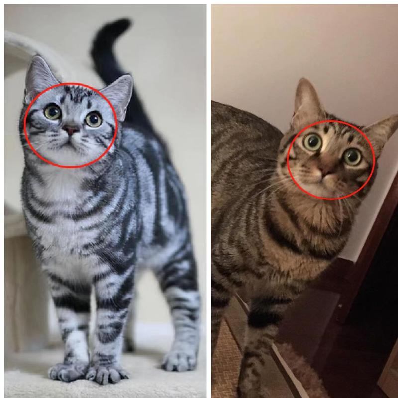 花纹性格大不同(虎斑猫和狸花猫图片) 花纹性格大不同(虎斑猫和狸花猫图片)