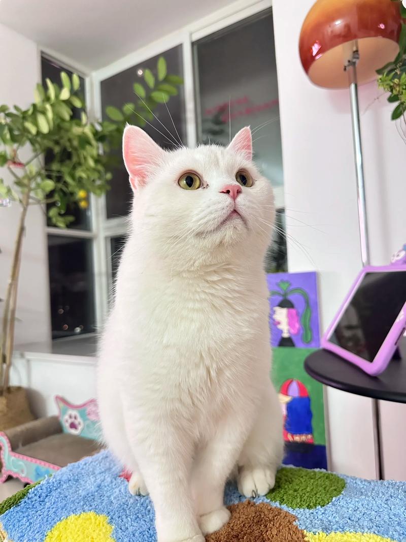 英短美短性格各异,都象征吉祥(白色英国短毛猫图片) 英短美短性格各异,都象征吉祥(白色英国短毛猫图片)