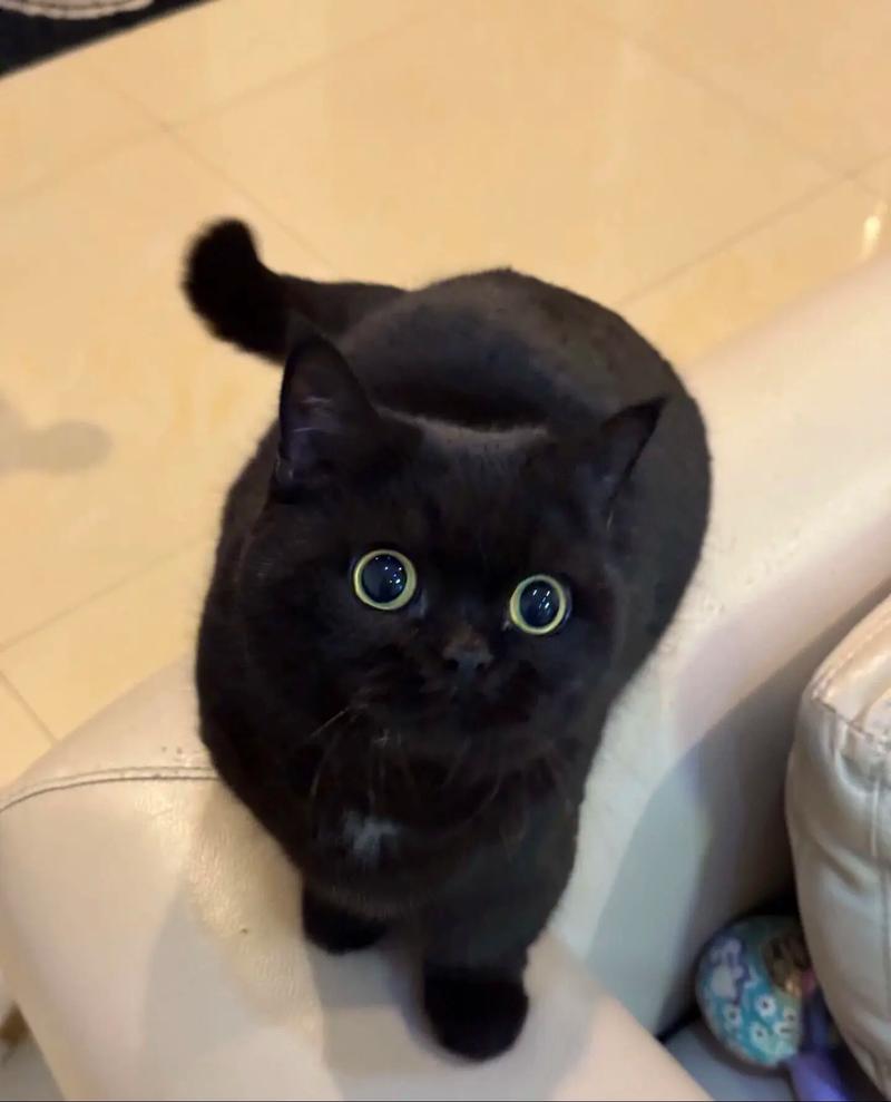 田园猫哈瓦那孟买等(黑色的短毛猫是什么品种) 田园猫哈瓦那孟买等(黑色的短毛猫是什么品种)
