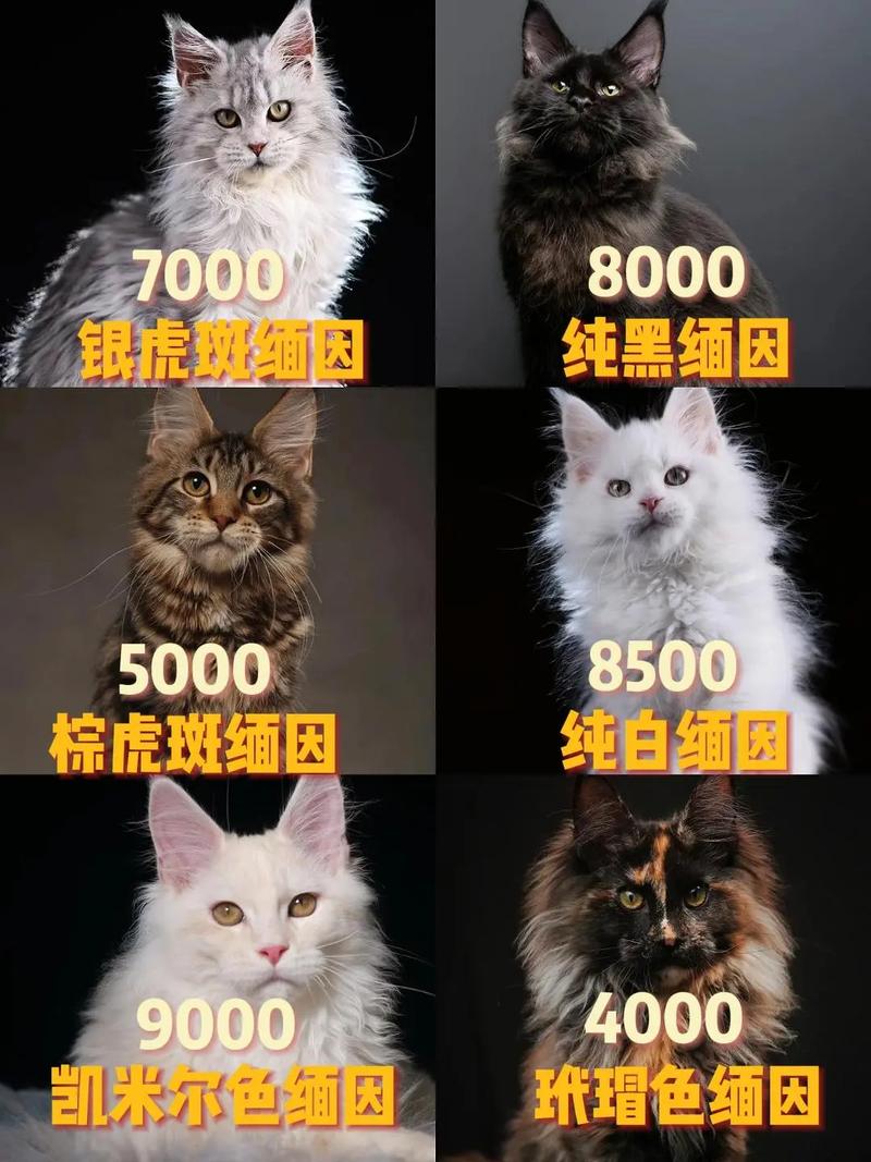 缅因猫价格5000-15000元,购买需谨慎,饲养成本高(缅因猫多少钱一只) 缅因猫价格5000-15000元,购买需谨慎,饲养成本高(缅因猫多少钱一只)