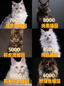 缅因猫价格5000-15000元，购买需谨慎，饲养成本高（缅因猫多少钱一只）