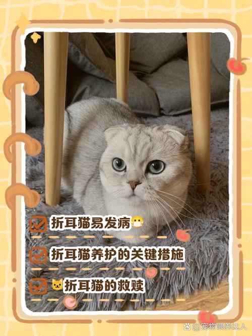 关节心脏要关注,预防胜治疗(折耳猫怎么养才能减轻它的痛苦) 关节心脏要关注,预防胜治疗(折耳猫怎么养才能减轻它的痛苦)