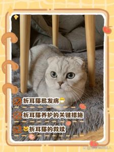 关节心脏要关注，预防胜治疗（折耳猫怎么养才能减轻它的痛苦）