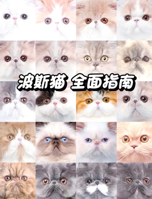 养护成本高,需细心耐心(养波斯猫的好处和坏处) 养护成本高,需细心耐心(养波斯猫的好处和坏处)