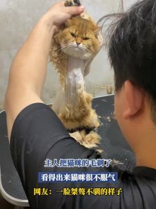 剃毛散热？别！短毛猫高温天这样护理更好（短毛猫可以剃毛吗）