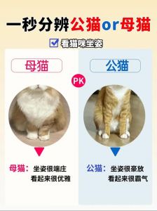 选公猫还是母猫？性格饲养大不同（养猫的话养公的还是母的）